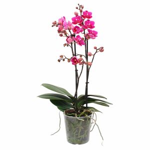GARDENLINE®  2-Trieber-Orchidee