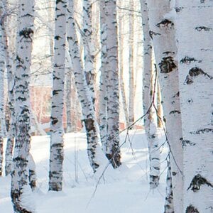 Grosfillex Wandpaneele Element 3D Birken im Schnee 260 x 37,5x cm