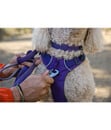 Bild 2 von RUFFWEAR® Hundegeschirr Front Range™