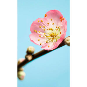 Komar Fototapete Peach Blossom Kirschblüte B/L: ca. 150x250 cm