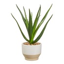 Bild 1 von Kunstpflanze "Aloe Vera", ca. 25x25x28cm