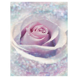 Komar Fototapete Delicate Rose Rose B/L: ca. 200x260 cm