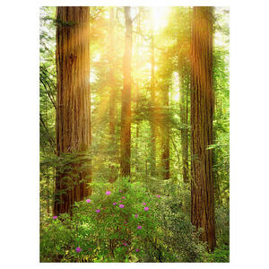 Komar Fototapete Redwood Wald B/L: ca. 200x260 cm