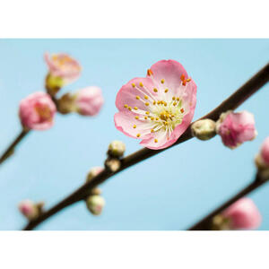 Komar Fototapete Peach Blossom B/L: ca. 350x250 cm