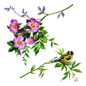Komar Fenstersticker Spring Fever Vögel Spring Fever B/L: ca. 31x31 cm