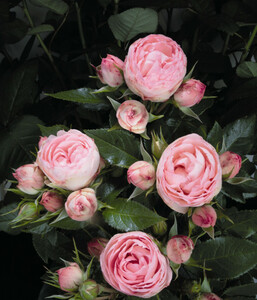 Noblesse® Spray-Rose 'Lovely Rokoko'®