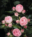 Bild 1 von Noblesse® Spray-Rose 'Lovely Rokoko'®