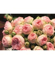 Bild 2 von Noblesse® Spray-Rose 'Lovely Rokoko'®