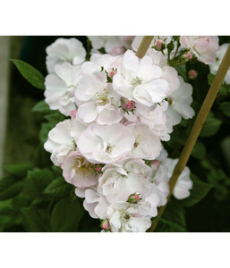 Ramblerrose 'Perennial Blush'®