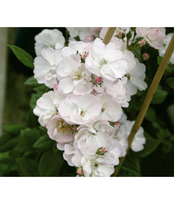 Bild 1 von Ramblerrose 'Perennial Blush'®