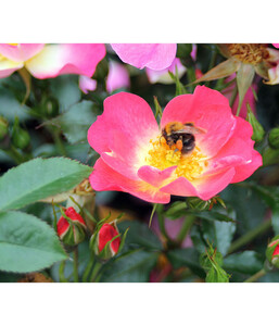Bodendeckerrose Bienenweide® Bicolor