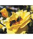 Bild 2 von Beetrose 'Bienenweide® Gelb'