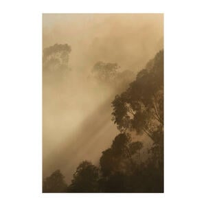Komar Wandbild Golden Light Wald B/L: ca. 50x70 cm
