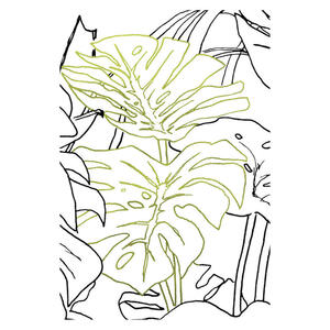 Komar Wandbild Monstera Borsigiana Pflanzen B/L: ca. 30x40 cm