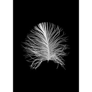 Komar Wandbild Feather Black Feder B/L: ca. 50x70 cm