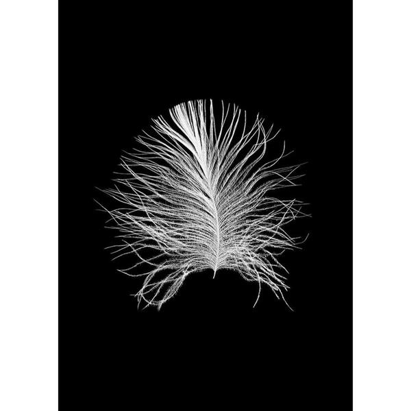 Bild 1 von Komar Wandbild Feather Black Feder B/L: ca. 50x70 cm