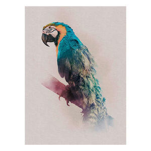 Komar Wandbild Animals Paradise Parrot Tiere B/L: ca. 30x40 cm