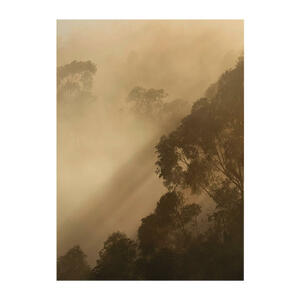Komar Wandbild Golden Light Wald B/L: ca. 30x40 cm