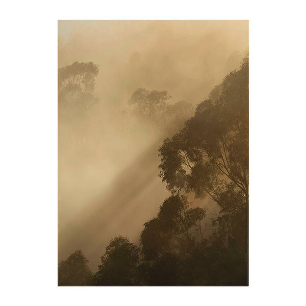Bild 1 von Komar Wandbild Golden Light Wald B/L: ca. 30x40 cm