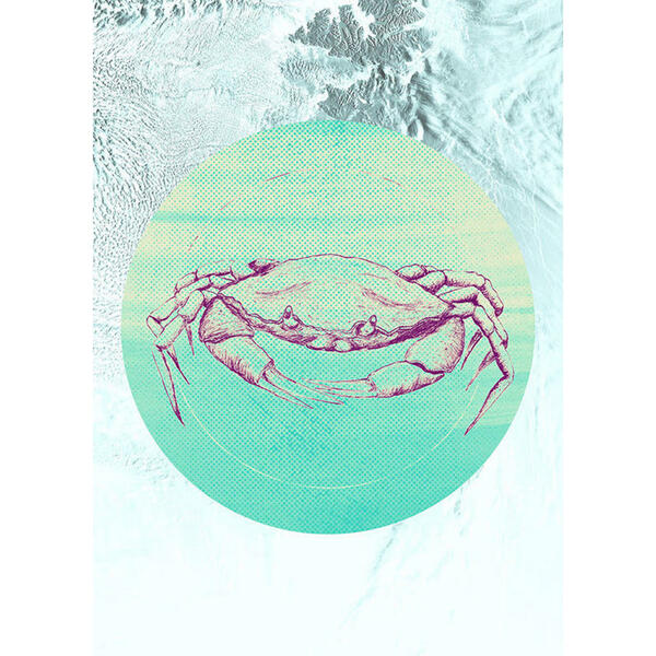 Bild 1 von Komar Wandbild Crab Sea Tiere B/L: ca. 50x70 cm