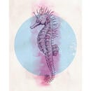 Bild 1 von Komar Wandbild Sea Horse Circle Tiere B/L: ca. 40x50 cm