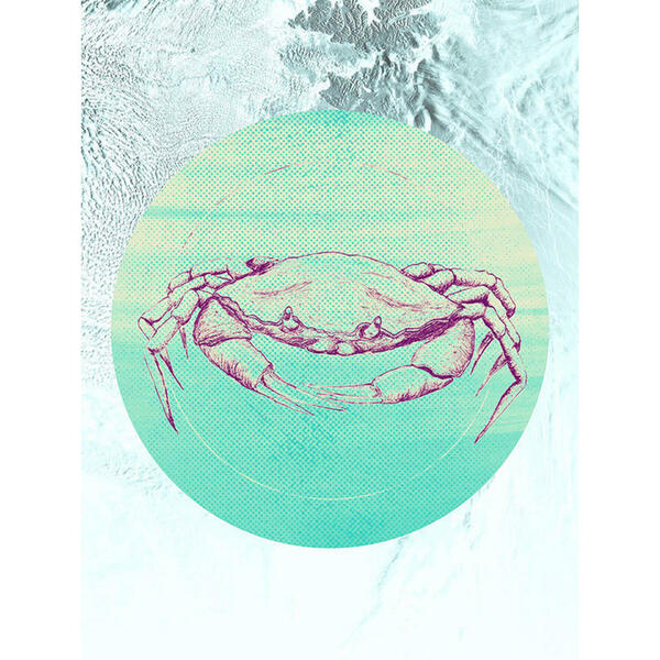 Bild 1 von Komar Wandbild Crab Sea Tiere B/L: ca. 30x40 cm