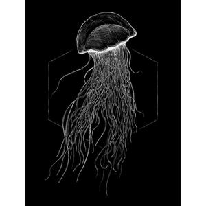 Komar Wandbild Jellyfish Black Tiere B/L: ca. 30x40 cm