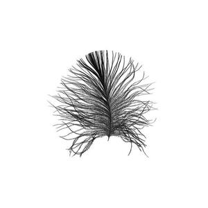 Komar Wandbild Feather White Feder B/L: ca. 50x70 cm