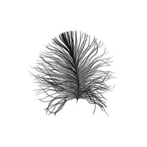 Komar Wandbild Feather White Feder B/L: ca. 40x50 cm