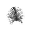 Bild 1 von Komar Wandbild Feather White Feder B/L: ca. 40x50 cm