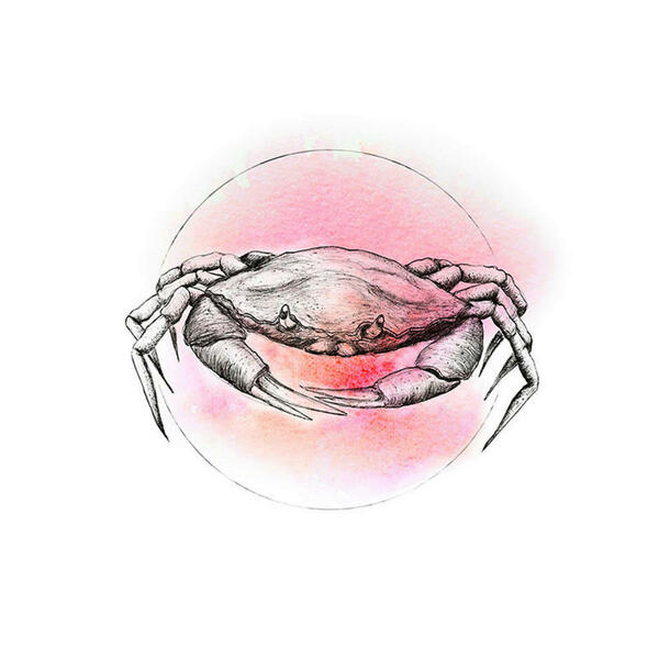 Bild 1 von Komar Wandbild Crab Watercolor
