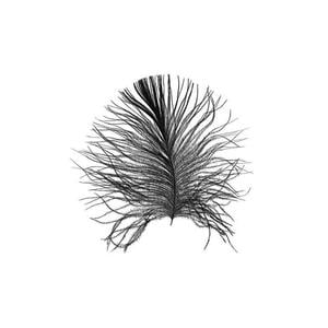 Komar Wandbild Feather White Feder B/L: ca. 30x40 cm