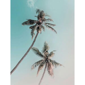 Komar Wandbild Miami Palms Palmen B/L: ca. 30x40 cm