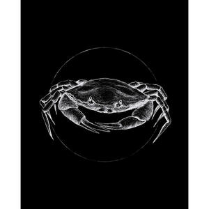 Komar Wandbild Crab Black Tiere B/L: ca. 40x50 cm