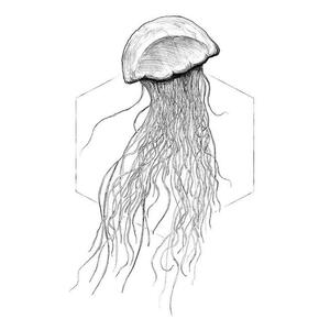 Komar Wandbild Jellyfish White Tiere B/L: ca. 40x50 cm