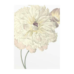 Komar Wandbild Illustration Dahlia Blume B/L: ca. 30x40 cm