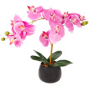 Bild 1 von Orchidee im Topf