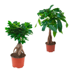 GARDENLINE Ficus Ginseng / Pachira