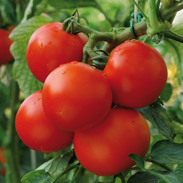 Bild 2 von Mini-Gewächshaus