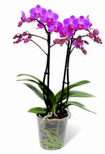 Orchidee »Multiflora«