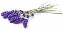 Bild 3 von IDEENWELT Duftkissen mit Lavendel 21 cm