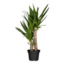 Bild 1 von Yucca Palme Elephantipes, 1 Pflanze