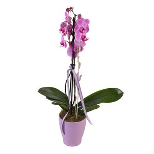 Phalaenopsis Orchidee 2er Trieb mit Topf und Deko, 1 Pflanze