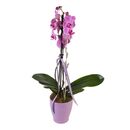 Bild 1 von Phalaenopsis Orchidee 2er Trieb mit Topf und Deko, 1 Pflanze