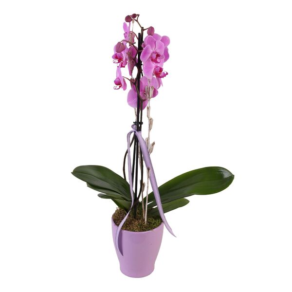 Bild 1 von Phalaenopsis Orchidee 2er Trieb mit Topf und Deko, 1 Pflanze