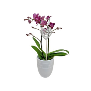 Orchidee „Phalaenopsis“