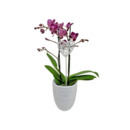 Bild 1 von Orchidee „Phalaenopsis“