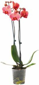 Orchidee mit 2 Trieben