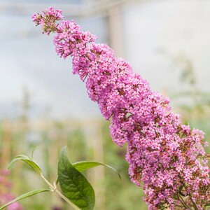Mein schöner Garten Schmetterlingsflieder 'Pink Delight'
