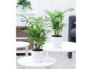 Bild 2 von Zimmerpalmen Duo,2 Pflanzen